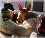 Small #5 Poodle (Toy) Mix