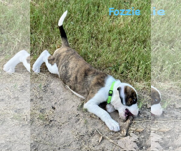 Medium Photo #2 Boxer Puppy For Sale in Dumont, NJ, USA