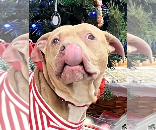 Medium Photo #4 Mutt Puppy For Sale in Mundelein, IL, USA