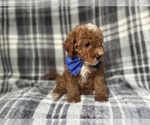 Small #8 Cavapoo