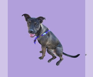 Mutt Dogs for adoption in Bakersfield, CA, USA