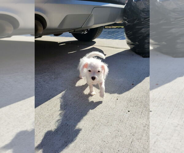 Medium Photo #2 Parson Russell Terrier-Unknown Mix Puppy For Sale in Brewster, NY, USA