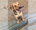 Small Photo #2 Labrador Retriever-Unknown Mix Puppy For Sale in Mountain View, AR, USA