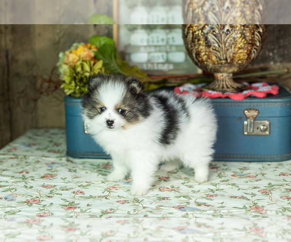 Medium Photo #4 Pomeranian Puppy For Sale in NAPPANEE, IN, USA