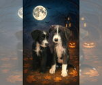 Small Border Collie Mix