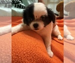 Small #7 ShiChi