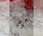 Small Photo #24 English Cream Golden Retriever Puppy For Sale in RINGGOLD, GA, USA