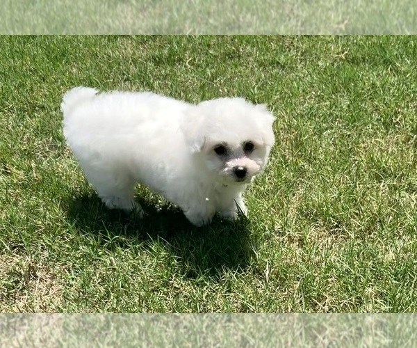 Medium Photo #5 Bichon Frise Puppy For Sale in PELZER, SC, USA