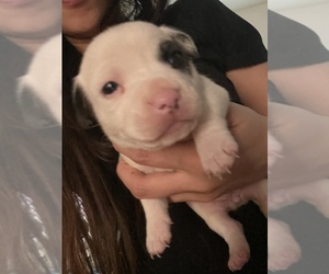French Bulldog-Jack Russell Terrier Mix Puppy for sale in TEMPE, AZ, USA