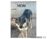 Small Photo #2 Wolf Hybrid Puppy For Sale in ALBUQUERQUE, NM, USA