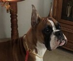 Small Photo #1 Boxer Puppy For Sale in ATHENS, GA, USA