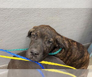 Great Dane-Unknown Mix Dogs for adoption in Las Vegas, NV, USA