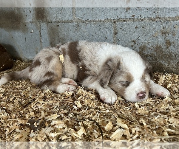 Medium Photo #4 Australian Shepherd Puppy For Sale in BRYSON CITY, NC, USA
