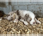 Small Photo #4 Australian Shepherd Puppy For Sale in BRYSON CITY, NC, USA