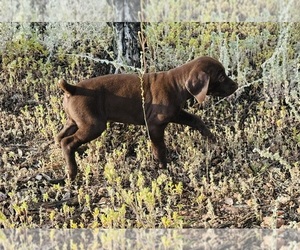 German Shorthaired Pointer Puppy for sale in WOODLAND PARK, CO, USA