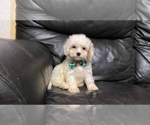 Cavapoo Puppy for sale in CAMPBELLSVILLE, KY, USA