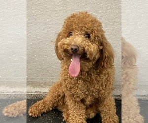 Poodle (Toy) Puppy for sale in POMONA, CA, USA