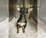 Small #3 Chihuahua Mix