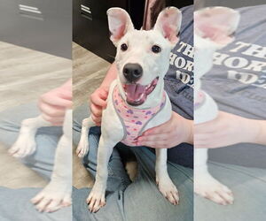 Bull Terrier-Unknown Mix Dogs for adoption in Ellijay, GA, USA