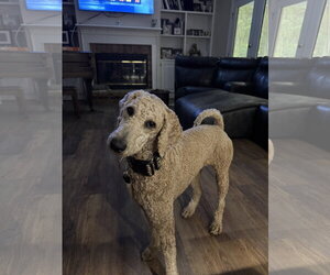 Poodle (Standard) Dogs for adoption in Mobile, AL, USA