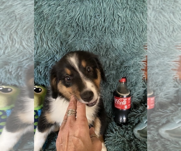 Medium Photo #17 Miniature American Shepherd Puppy For Sale in PLACERVILLE, CA, USA