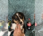 Small Photo #17 Miniature American Shepherd Puppy For Sale in PLACERVILLE, CA, USA