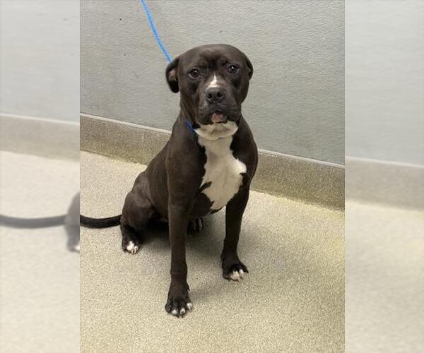 Medium Photo #1 Mutt Puppy For Sale in Las Vegas, NV, USA