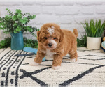 Small #1 Cavapoo (Miniature)