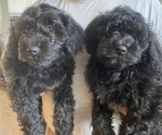 Small Photo #3 Labradoodle Puppy For Sale in BOILING SPRINGS, SC, USA