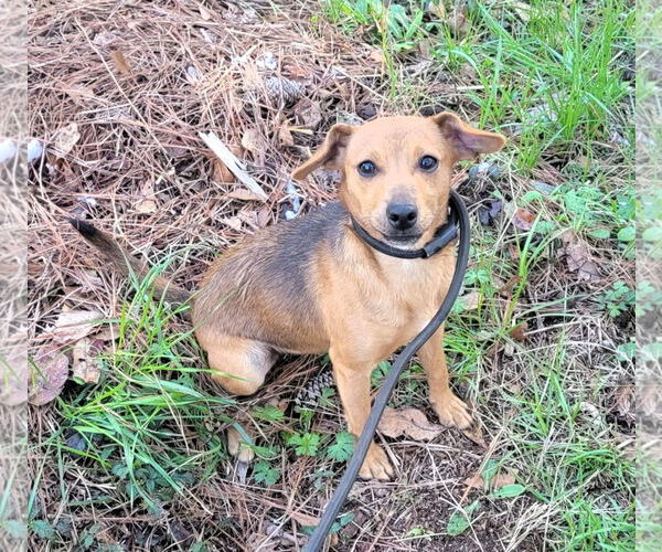 Medium Photo #1 Mutt Puppy For Sale in Shelburne, VT, USA
