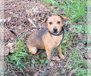 Mutt Dogs for adoption in Shelburne, VT, USA