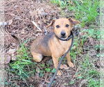 Small Mutt