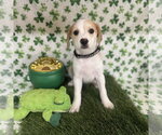 Small Photo #15 Beagle-Colonial Cocker Spaniel Mix Puppy For Sale in Fort Worth, TX, USA