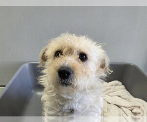 Border Terrier Dogs for adoption in San Clemente, CA, USA