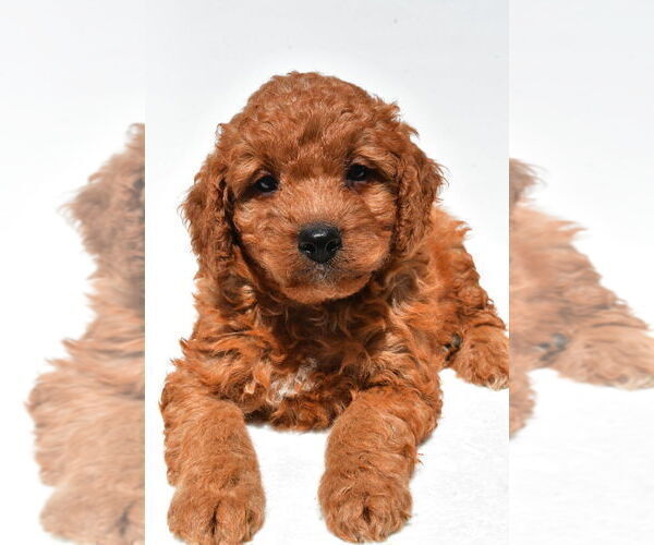 Medium Photo #49 Goldendoodle mix (+ Poodle Miniature) Puppy For Sale in DURHAM, CT, USA