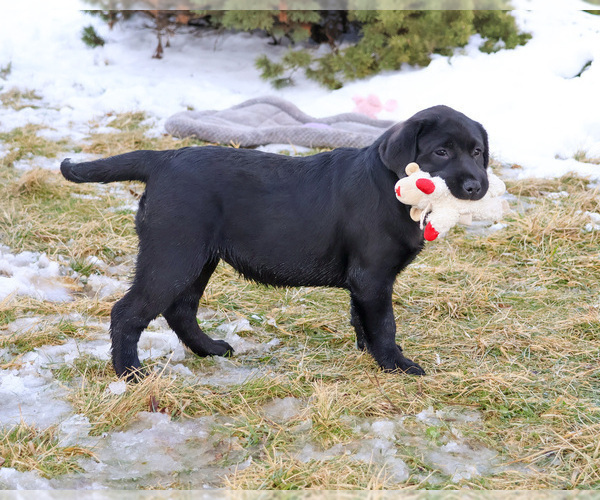 Medium Photo #13 Labrador Retriever Puppy For Sale in SYRACUSE, IN, USA