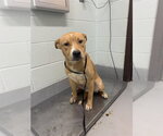 Small Labrador Retriever