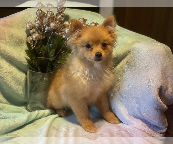 Medium Photo #3 Pomeranian Puppy For Sale in HAMDEN, CT, USA