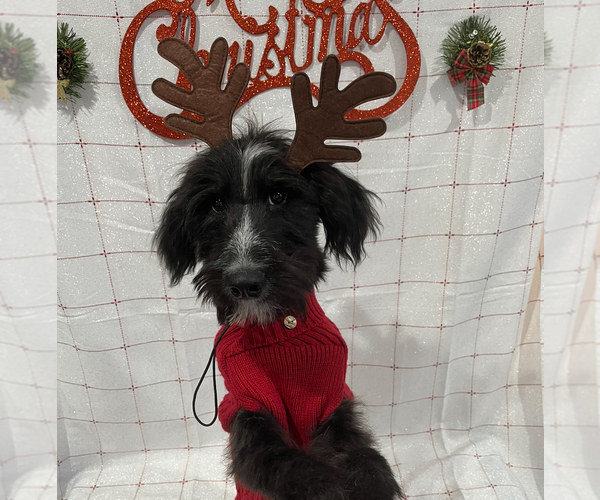 Medium Photo #8 Goldendoodle-Siberian Husky Mix Puppy For Sale in MERRILLVILLE, IN, USA