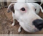 Small #4 Bullypit