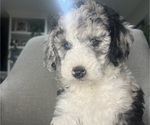 Small #10 Sheepadoodle