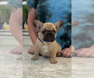 French Bulldog Litter for sale in NEW OXFORD, PA, USA