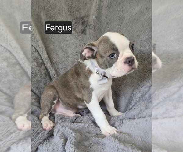 Medium Photo #3 Boston Terrier Puppy For Sale in MINERAL WELLS, WV, USA