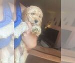 Small #1 Goldendoodle (Miniature)