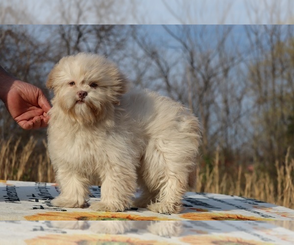 Medium Photo #14 ShihPoo Puppy For Sale in DYERSBURG, TN, USA