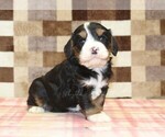 Small #7 Bernedoodle (Miniature)-Cavapoo (Miniature) Mix