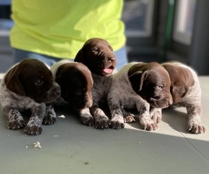 German Shorthaired Pointer Puppy for sale in PLANO, IL, USA