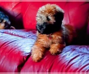 Soft Coated Wheaten Terrier Puppy for sale in WOBURN, MA, USA