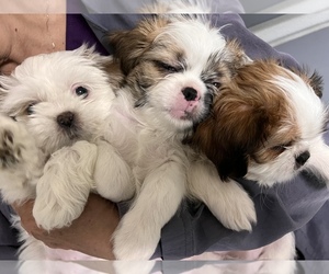 Shih Tzu Puppy for sale in CASTLE ROCK, CO, USA