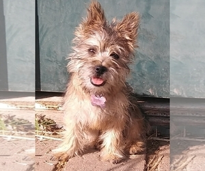 Cairn Terrier Puppy for Sale in FORNEY, Texas USA